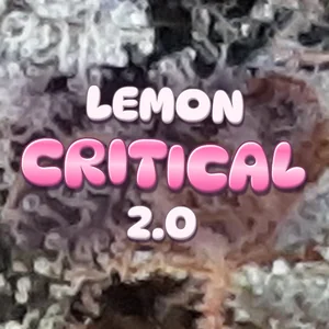 Lemon Critical 2.0 Cannabis Strain
