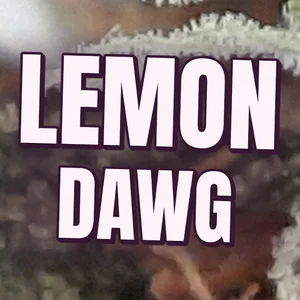Lemon Dawg Cannabis Strain