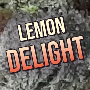 Lemon Delight Cannabis Strain