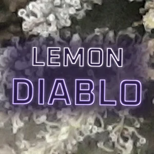 Lemon Diablo Cannabis Strain