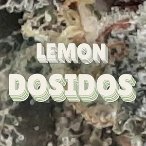 Lemon Dosidos Cannabis Strain