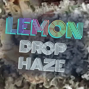 Lemon Drop Haze Cannabis Strain