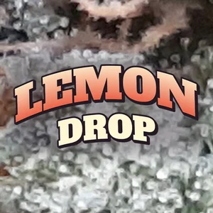 Lemon Drop Cannabis Strain