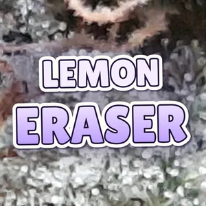 Lemon Eraser Cannabis Strain
