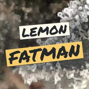 Lemon Fatman Cannabis Strain