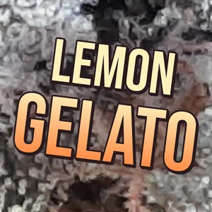 Lemon Gelato Cannabis Strain