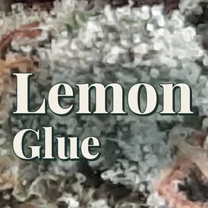 Lemon Glue Cannabis Strain
