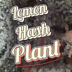 Lemon Hash Plant Cannabis Strain