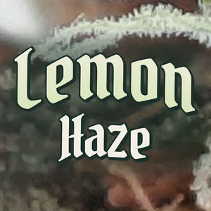 Lemon Haze Cannabis Strain