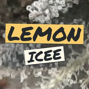 Lemon Icee Cannabis Strain