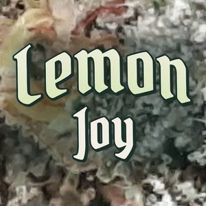 Lemon Joy Cannabis Strain