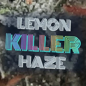 Lemon Killer Haze Cannabis Strain