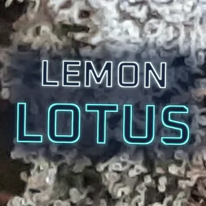Lemon Lotus Cannabis Strain