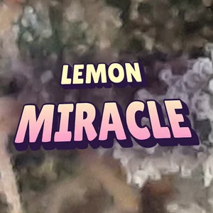 Lemon Miracle Cannabis Strain
