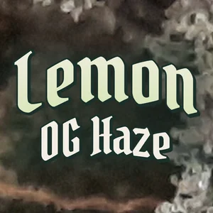 Lemon OG Haze Cannabis Strain