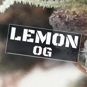Lemon OG Cannabis Strain
