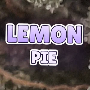 Lemon Pie Cannabis Strain