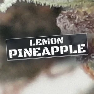 Lemon Pineapple Cannabis Strain