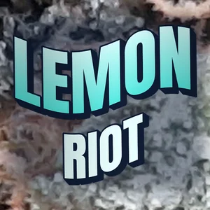 Lemon Riot Cannabis Strain