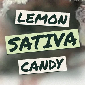 Lemon Sativa Candy Cannabis Strain