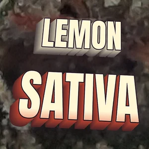 Lemon Sativa Cannabis Strain