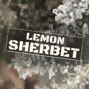 Lemon Sherbet Cannabis Strain