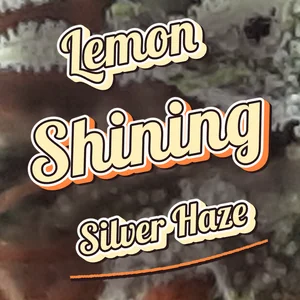 Lemon Shining Silver Haze Cannabis Strain
