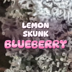 Lemon Skunk Blueberry Cannabis Strain