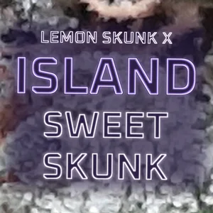 Lemon Skunk x Island Sweet Skunk Cannabis Strain