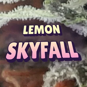 Lemon Skyfall Cannabis Strain