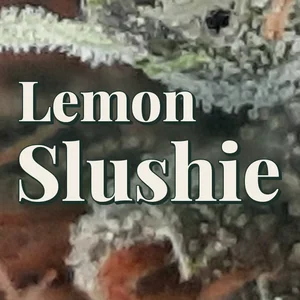 Lemon Slushie Cannabis Strain