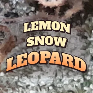 Lemon Snow Leopard Cannabis Strain