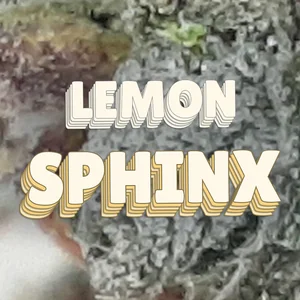 Lemon Sphinx Cannabis Strain