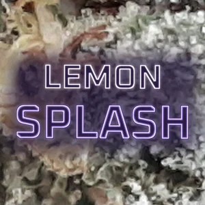 Lemon Splash Cannabis Strain