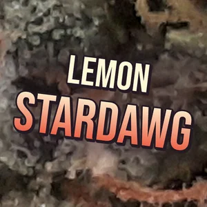 Lemon Stardawg Cannabis Strain