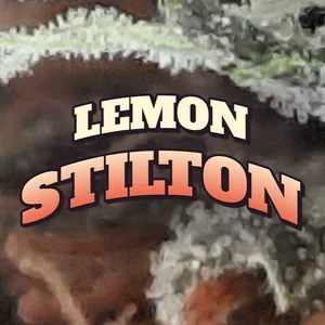 Lemon Stilton Cannabis Strain