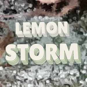 Lemon Storm Cannabis Strain