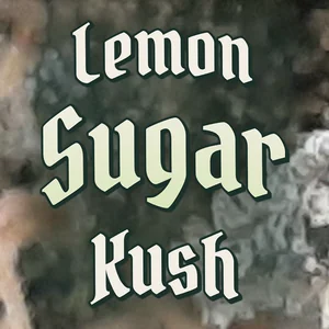Lemon Sugar Kush Cannabis Strain