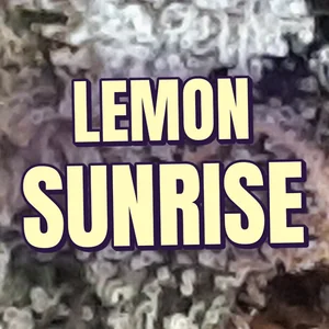 Lemon Sunrise Cannabis Strain