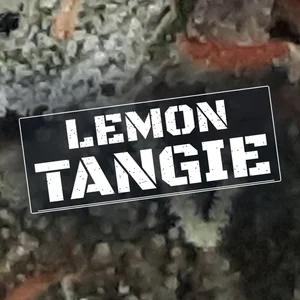 Lemon Tangie Cannabis Strain