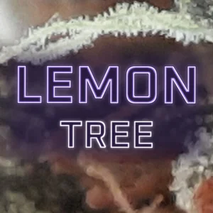 Lemon Tree Cannabis Strain