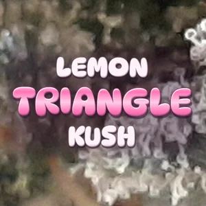 Lemon Triangle Kush Cannabis Strain