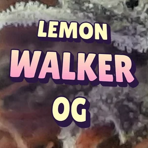 Lemon Walker OG Cannabis Strain