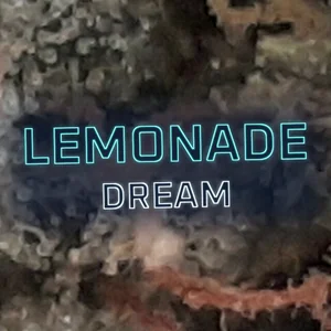 Lemonade Dream Cannabis Strain