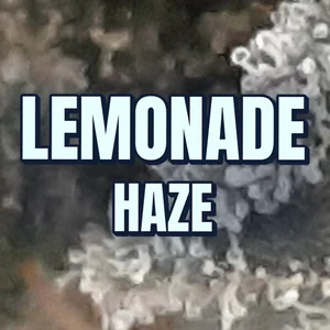 Lemonade Haze Cannabis Strain