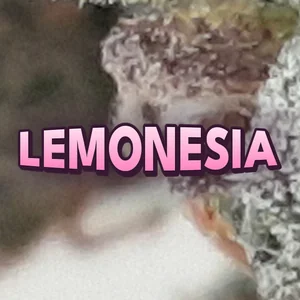 Lemonesia Cannabis Strain