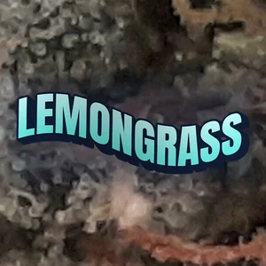 Lemongrass Cannabis Strain