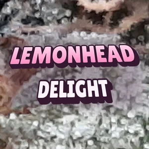 Lemonhead Delight Cannabis Strain