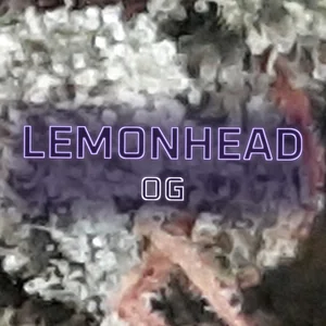 Lemonhead OG Cannabis Strain