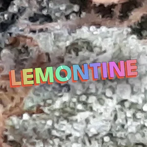 Lemontine Cannabis Strain
